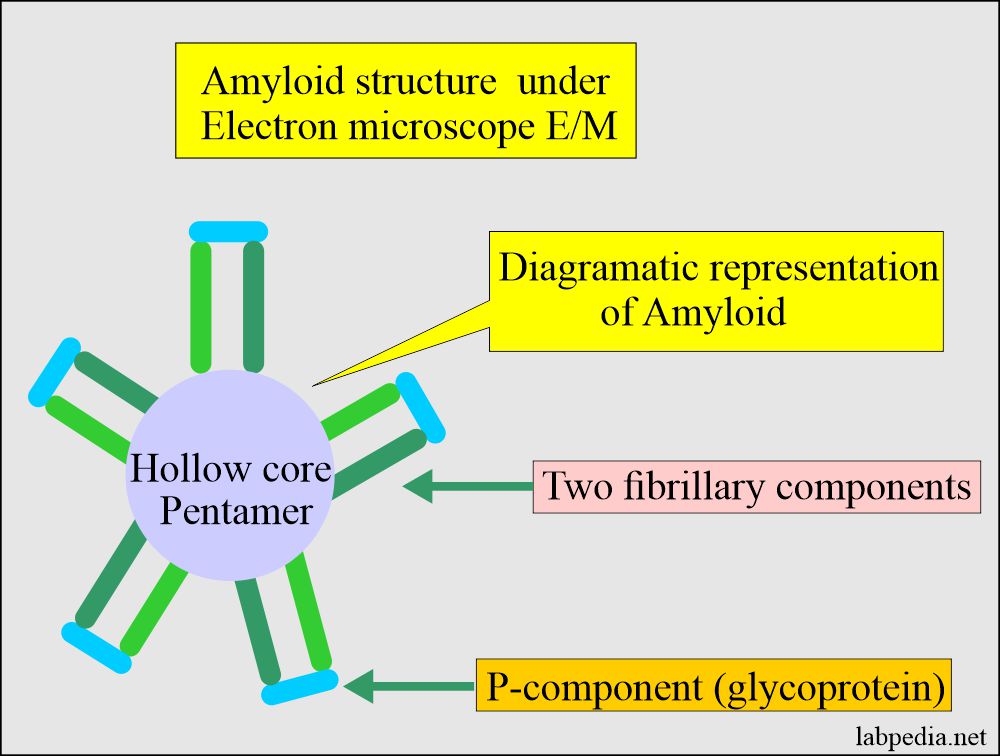 Amyloid E/M structure