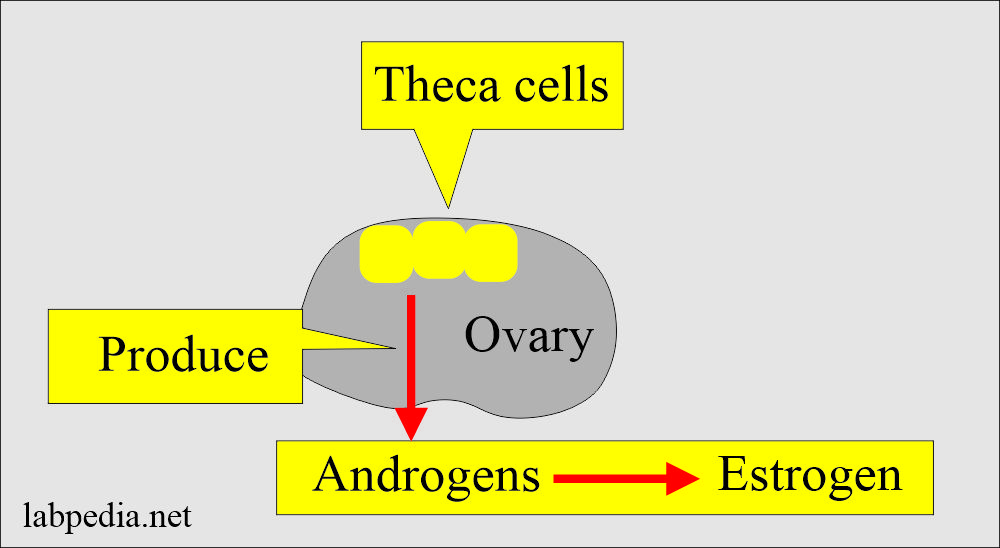 Androgens are converted into estrogen