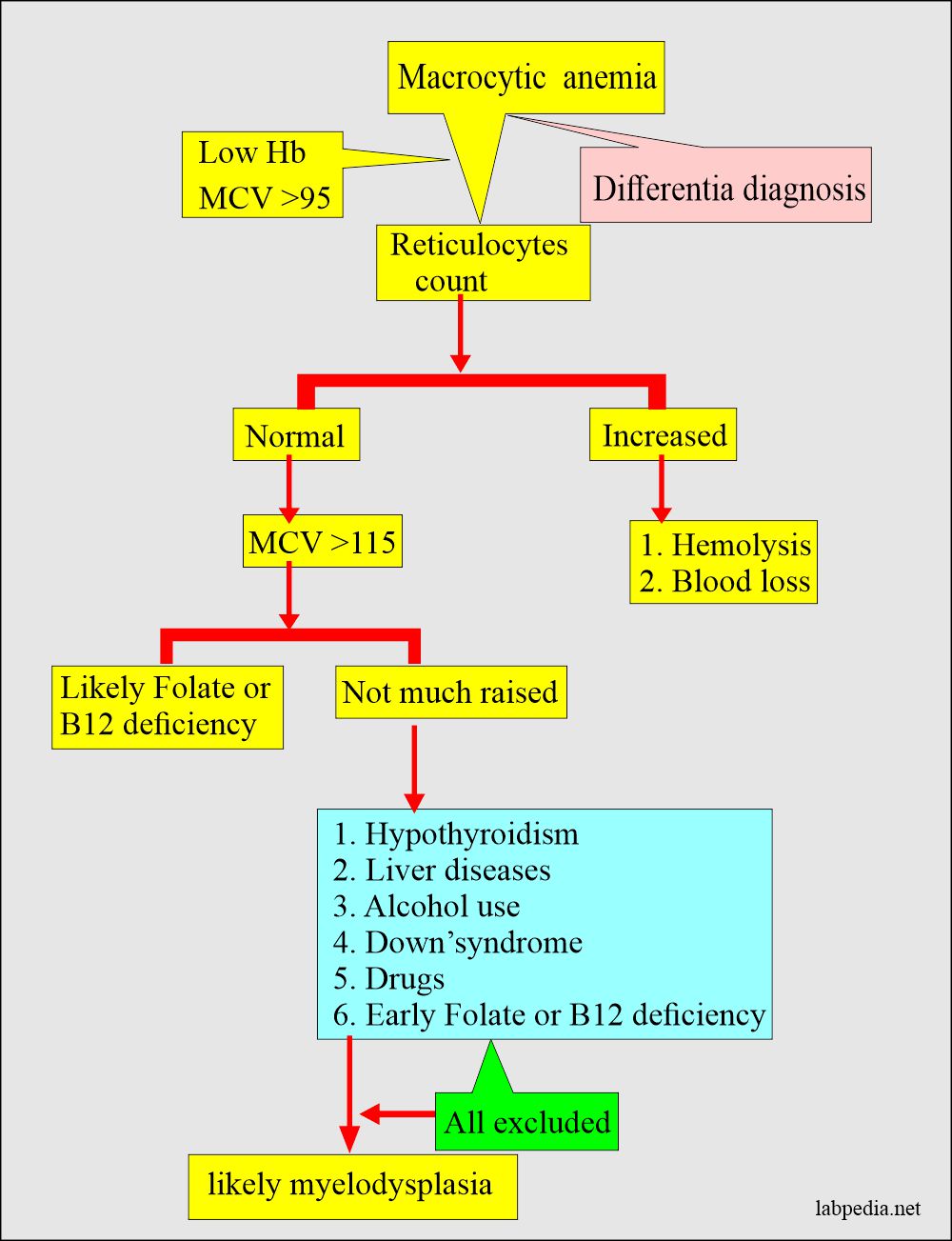 Differential diagnosis of macrocytic anemia