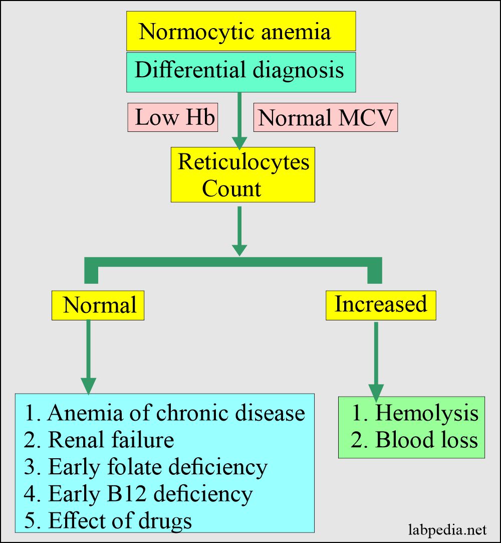 Anemia:- Part 21 – Anemia Classification, Diagnosis, and Routine
