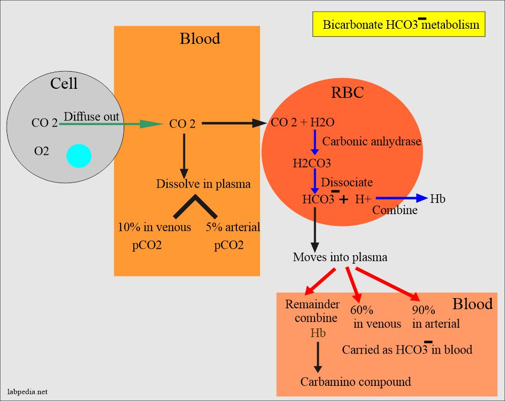 Acid Base Balance Bicarbonate Level HCO3 