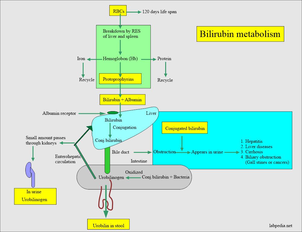 Bilirubin metabolism and excretion in the urine 