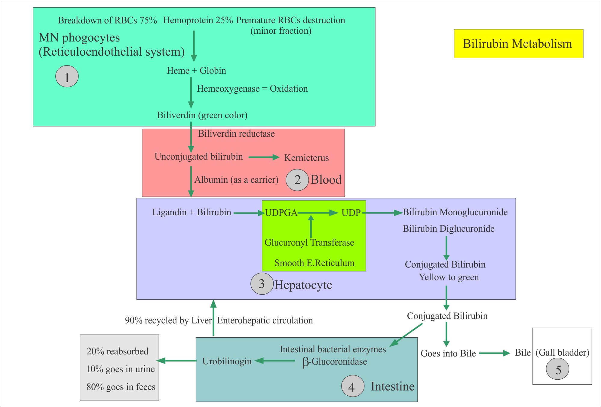 Bilirubin -Part 1- Total, Direct and Indirect Bilirubin, Classification