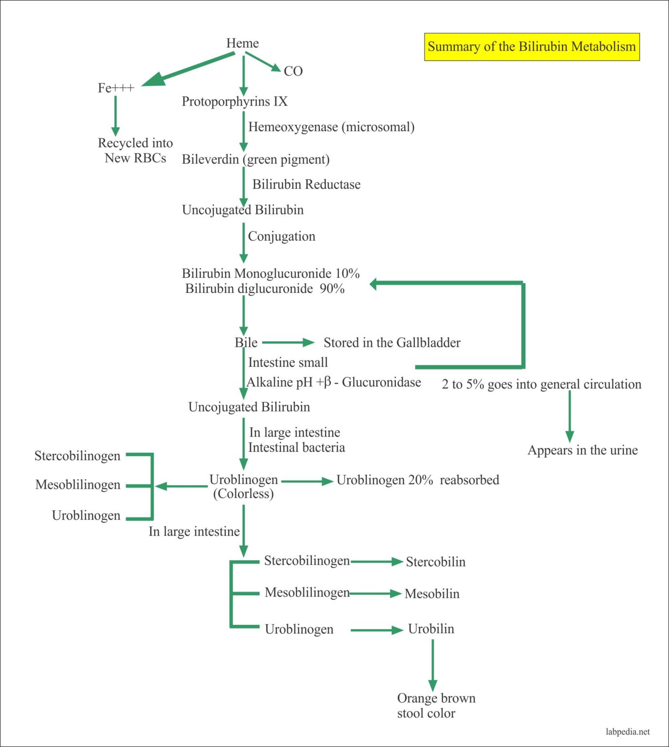 Bilirubin Part 1 Total, Direct and Indirect Bilirubin, Classification