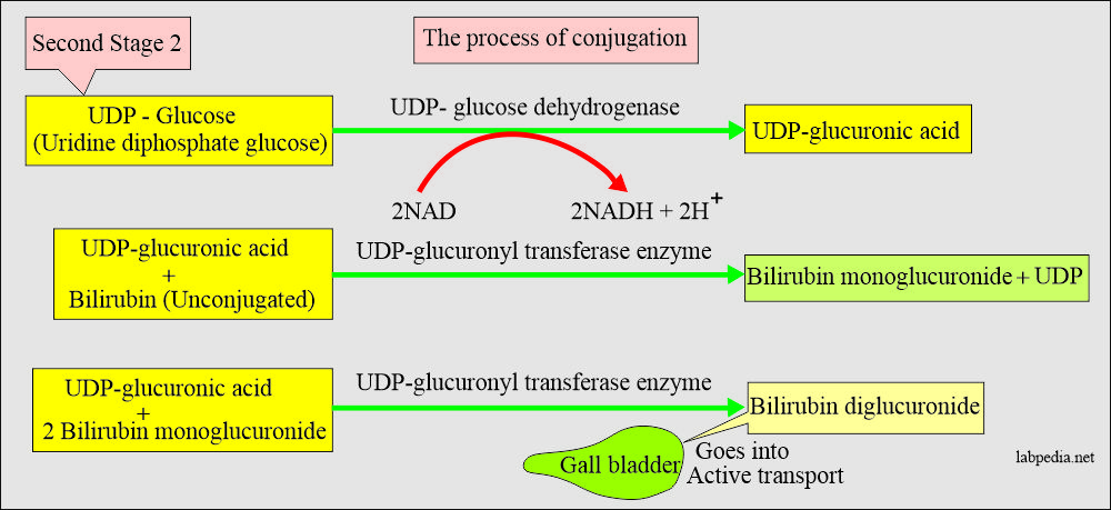 Bilirubin stage 2 conjugation process takes place in the hepatocytes
