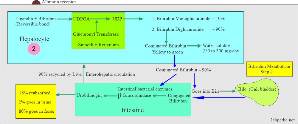 Bilirubin stage 2 processing in the hepatocytes