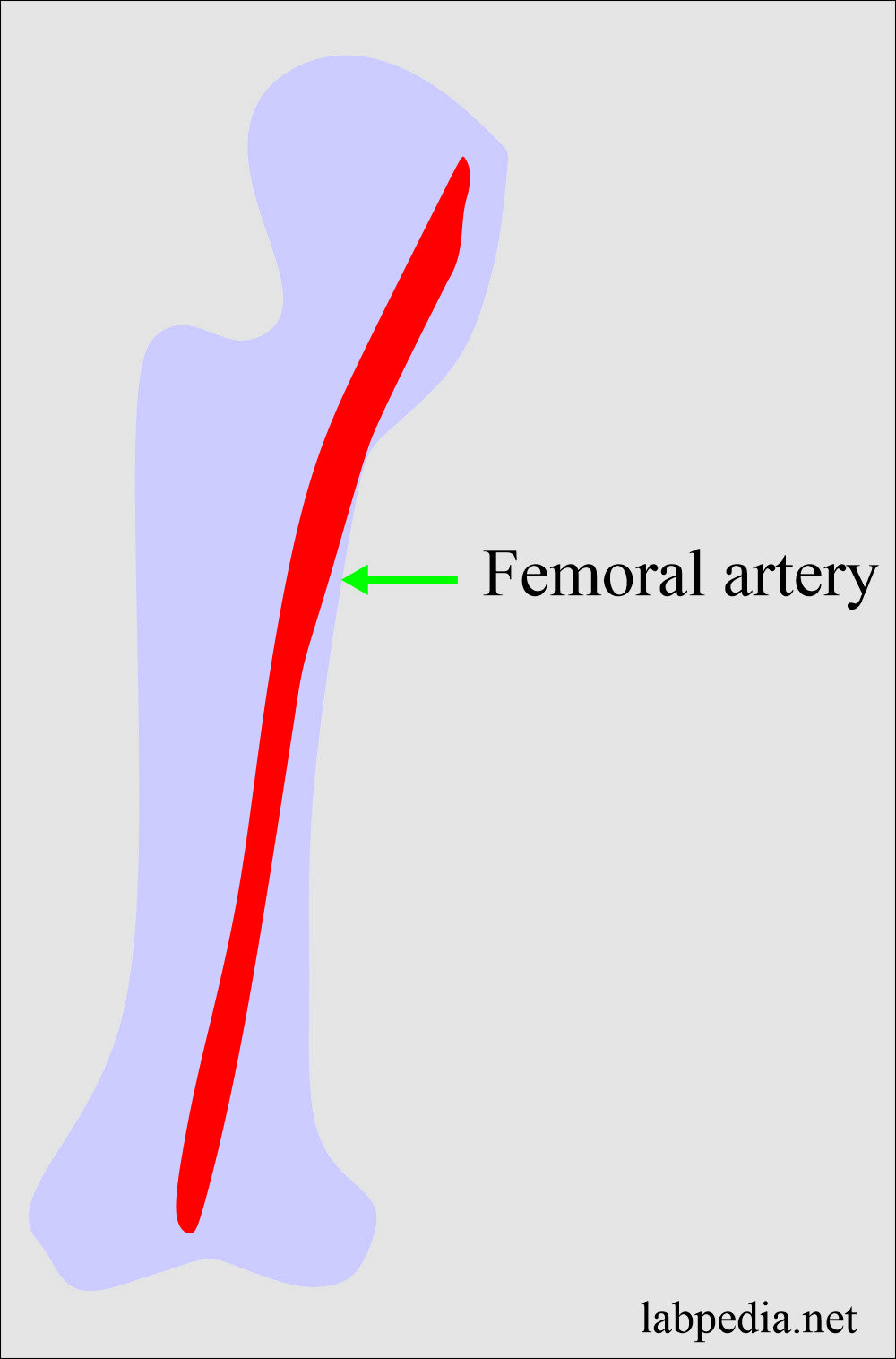 Blood femoral artery