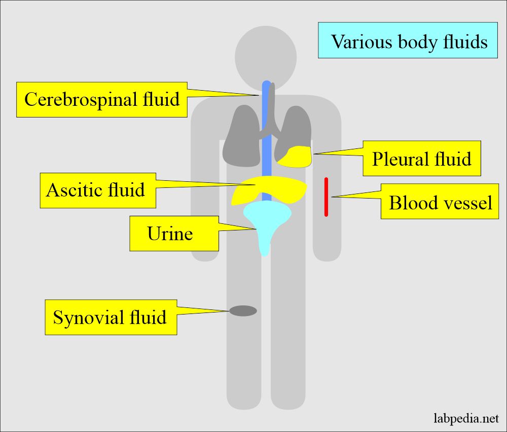 Body fluids sites 