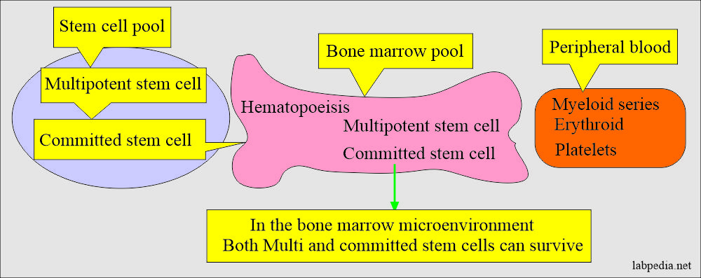 Bone marrow pool and their maturation into peripheral blood cells