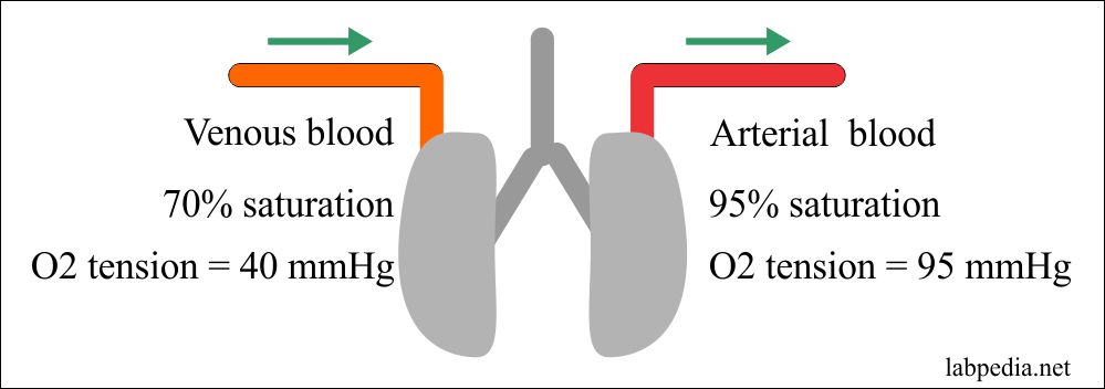 Hemoglobin role in oxygenation
