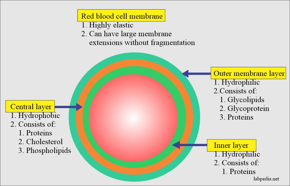 Red blood cell membrane structure and functions