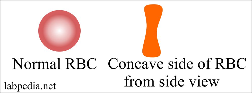 Red blood cell morphology and biconcave shape