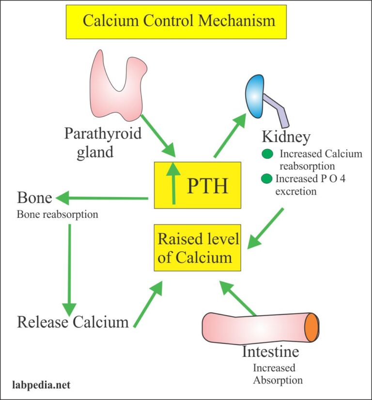 Calcium Calcium Total , Serum Calcium Part 1