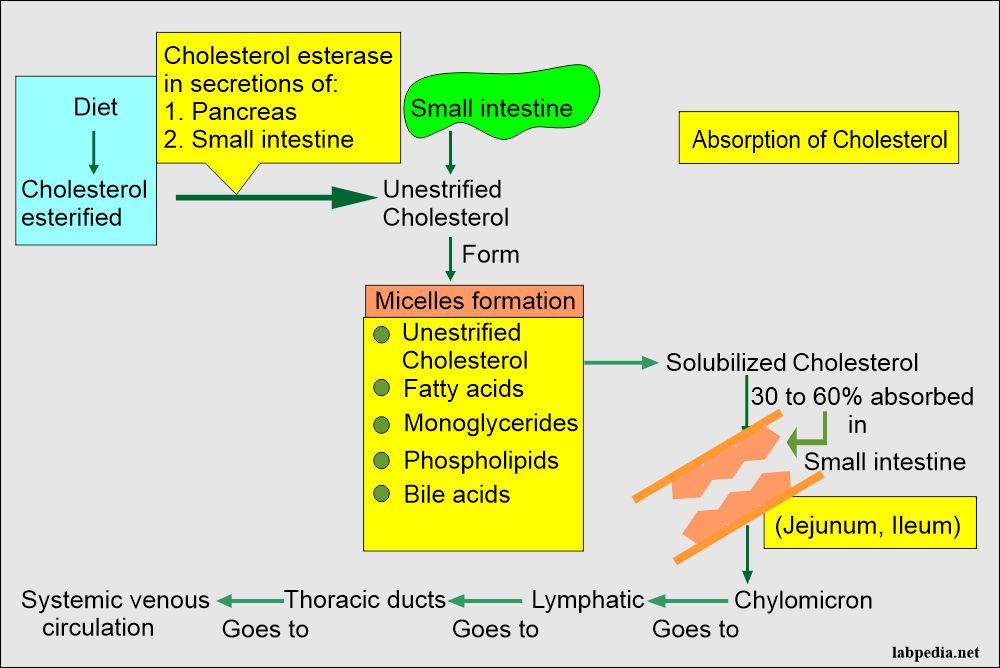 Cholesterol absorption