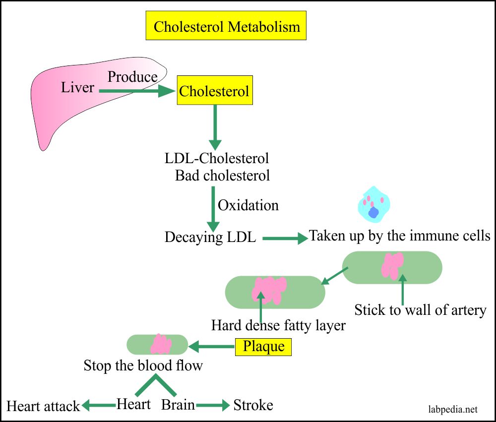 Cholesterol metabolism