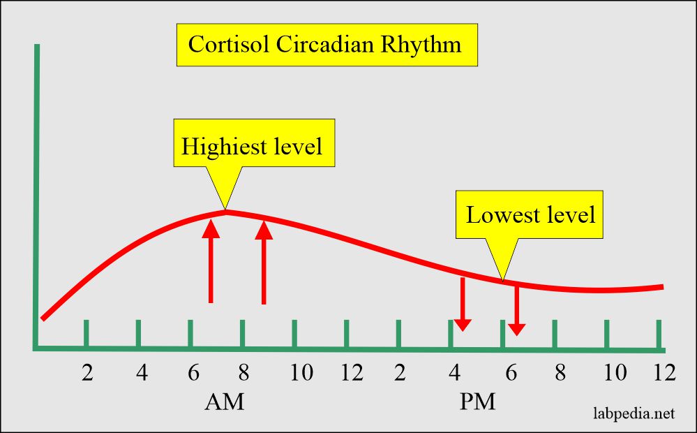 Cortisol circadian rhythm