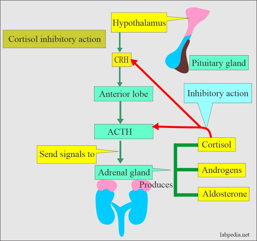Cortisol inhibitory function