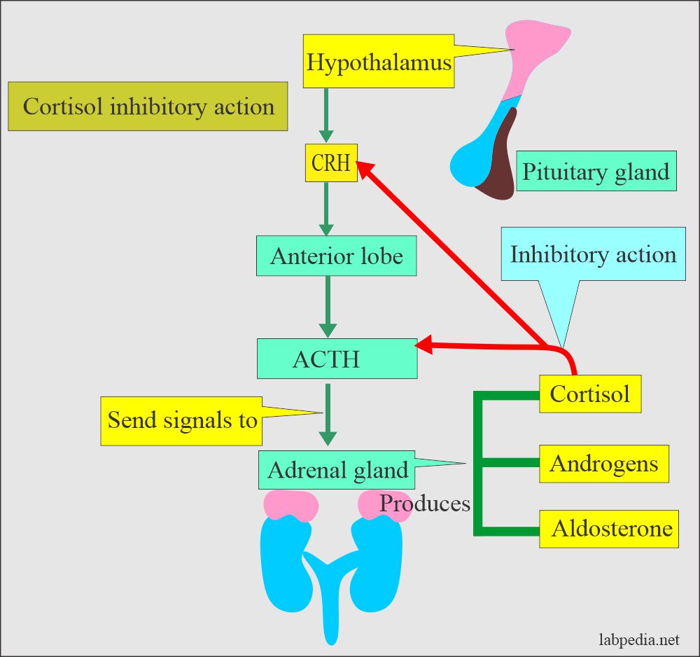 Adrenal Gland Hormones Interpretation Cortisol And Aldosterone 