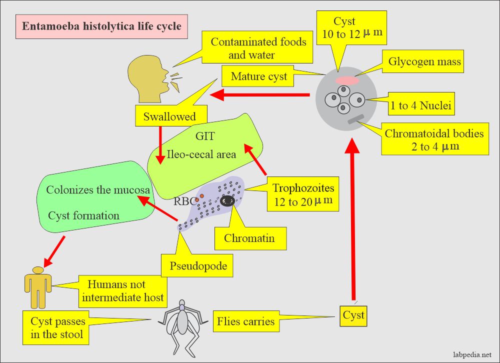 Entamoeba Histolytica life cycle and mode of spread