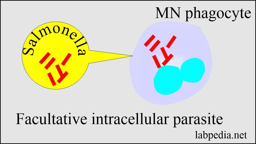 Enteric bacilli intracellular called I/C parasite