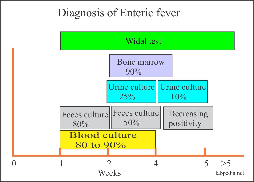 Enteric Fever Part 1 Typhoid Fever Enteric Fever Salmonella Typhi And Vaccination Labpedia Net