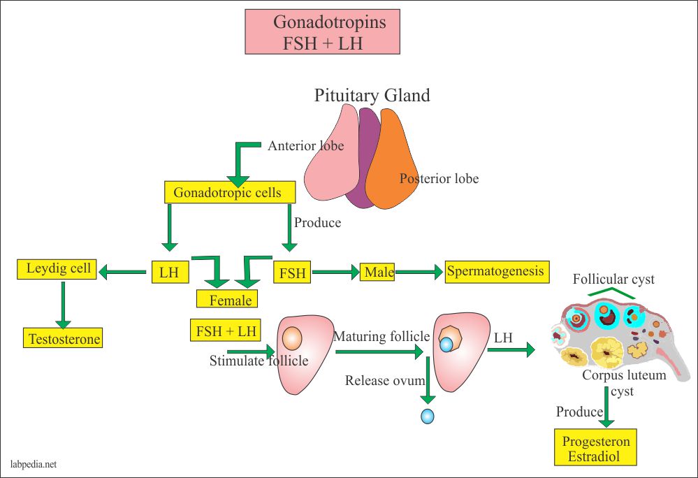 FSH and LH Hormones and Ovary