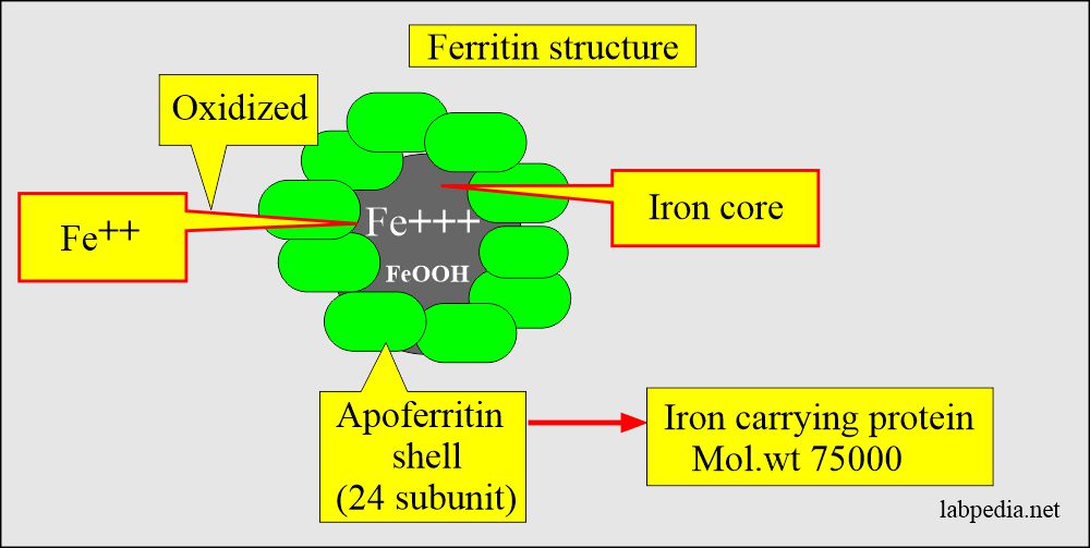 Ferritin structure 