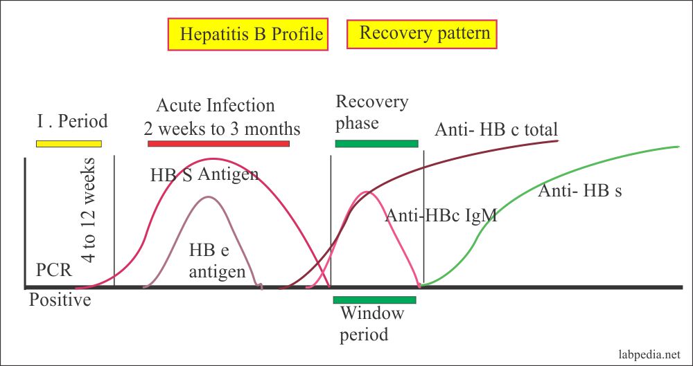 Hepatitis B Virus Part 5 Hepatitis Be Antigen Hbe Ag HBV 