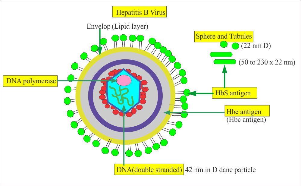 virusi hepatici b