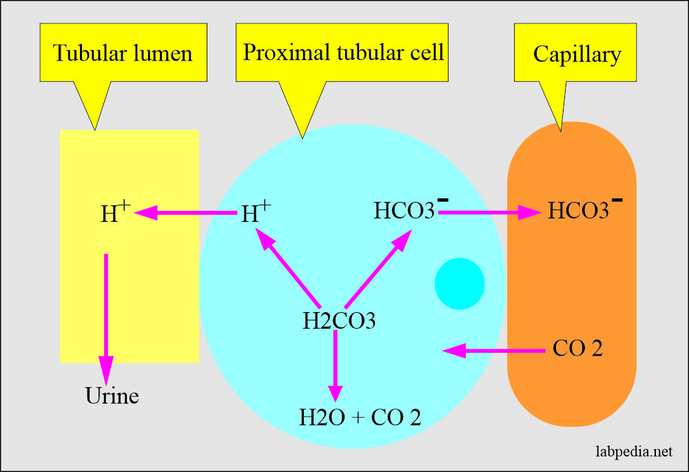 Bicarbonate (HCO3-) regulation in the kidney