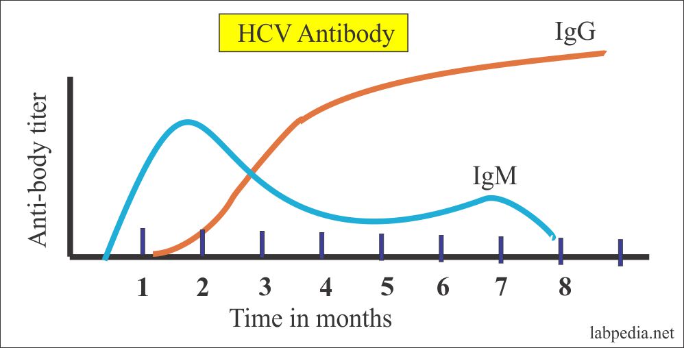 Hepatitis C Virus Part 3 Anti HCV ELISA Labpedia