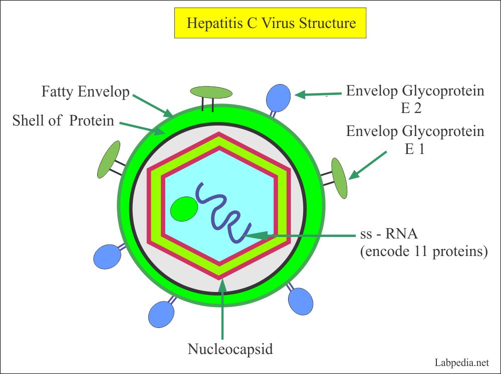 Hepatitis C Virus - Part 3 - Anti- HCV (ELISA) - Labpedia.net
