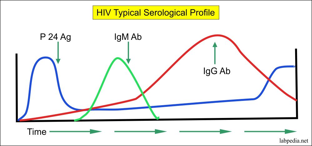 human immunodeficiency virus hiv virus aids acquired immunodeficiency syndrome labpedia net