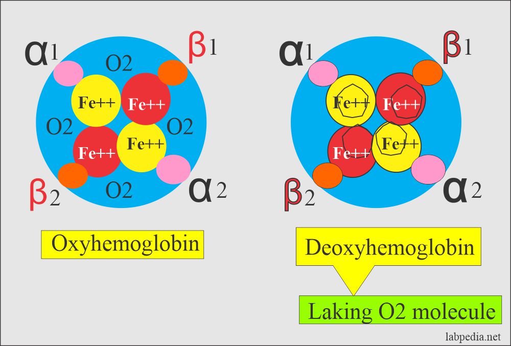 Hemoglobin-Oxy and Deoxy Hemoglobin 