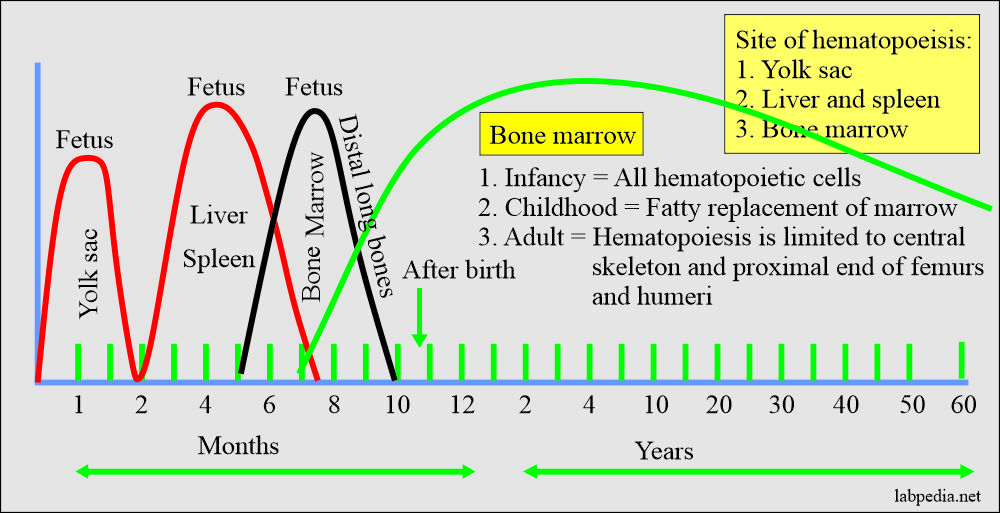 White blood cell:- Part 1 – White Blood Cells (WBC) Development
