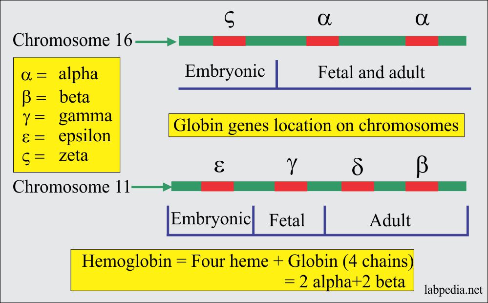Globin genes location for hemoglobin formation