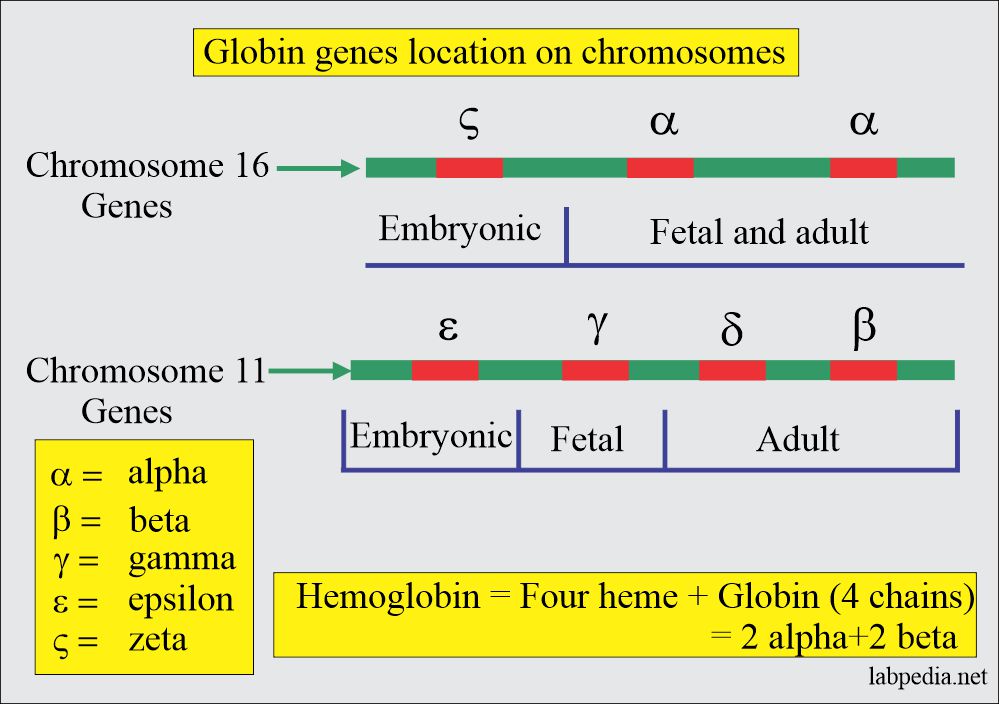 Hemoglobin genes location and normal structure