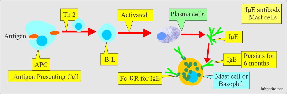 IgE antibody formation and attachment to mast cells or basophils