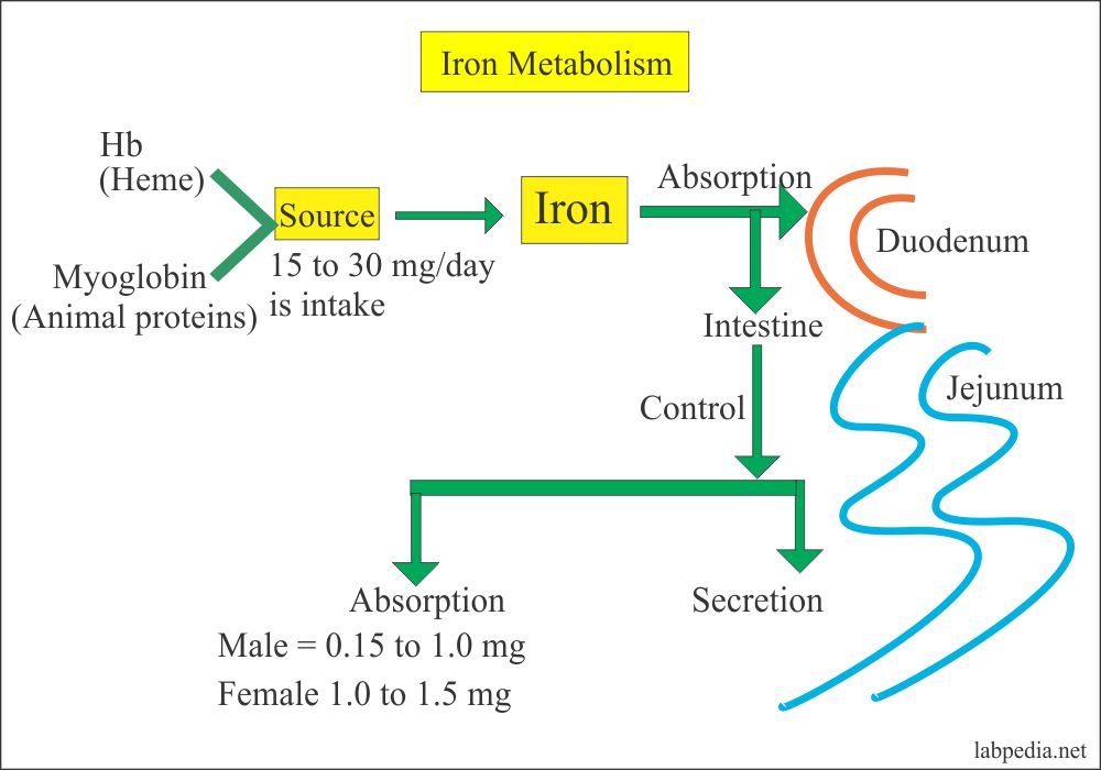Anemia Part 3 Iron Deficiency Anemia, Microcytic and hypochromic
