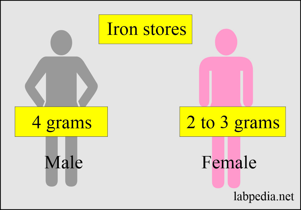 Iron stores in males and females