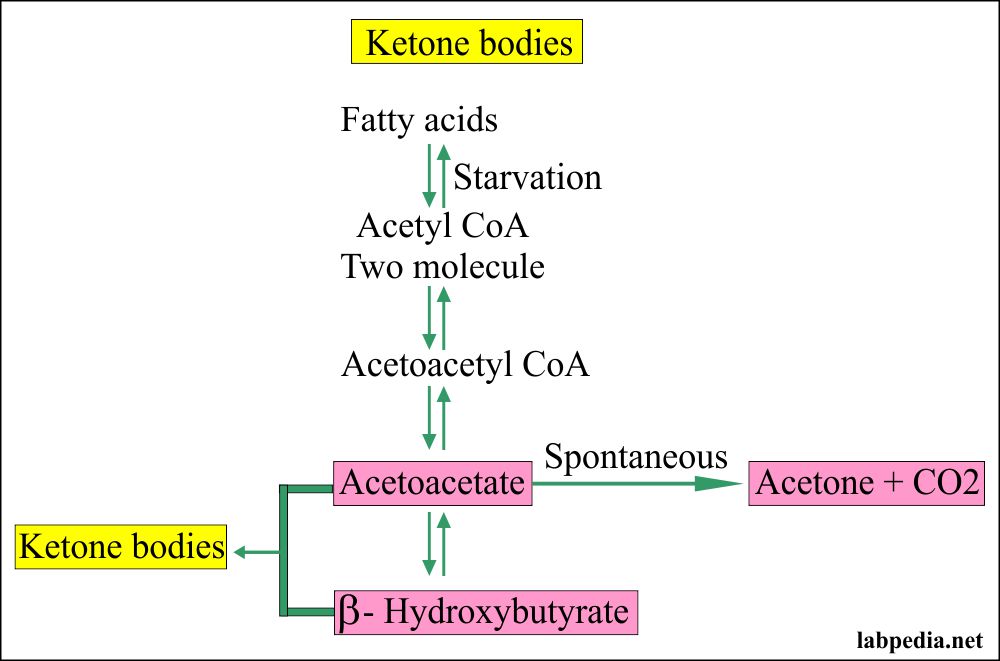 Ketone bodies formation