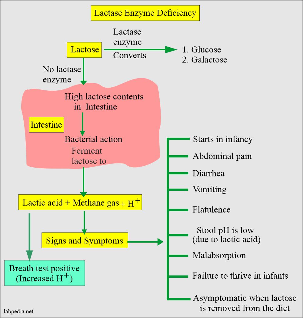 Stool Examination Part 4 Reducing Substances Breath Test And Lactose Intolerance Labpedia 