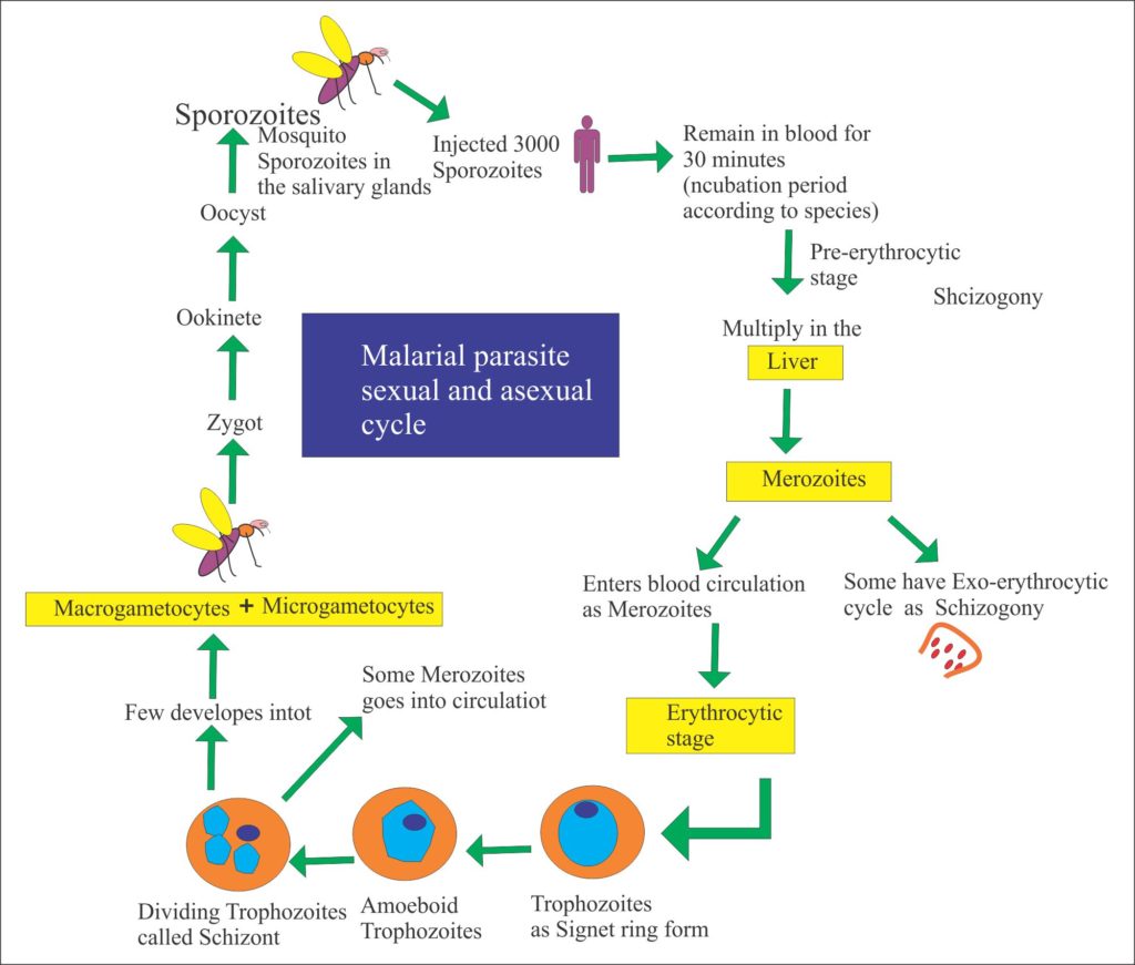 Malarial parasite – Part 2 – Plasmodium Falciparum, MP Falciparum, Black Water Fever