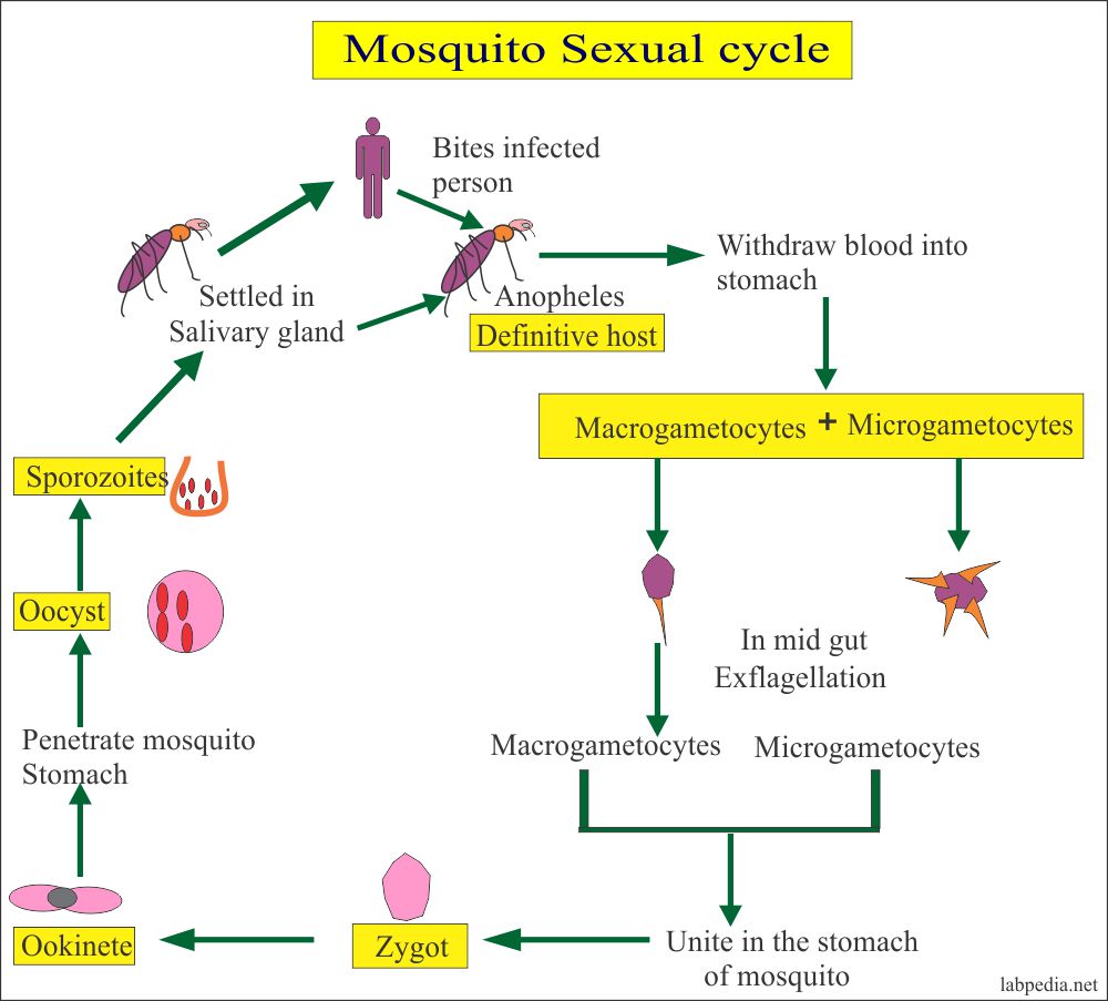 Malarial Parasite Part 1 Malaria parasite, Plasmodium