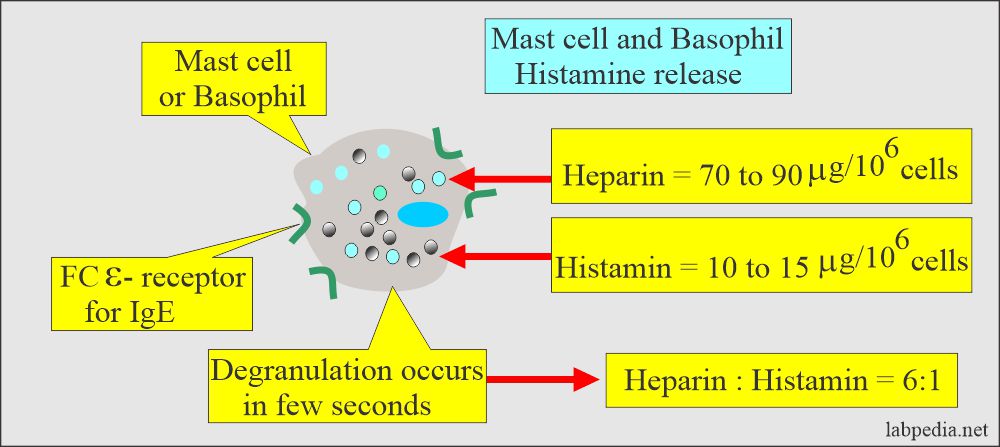Mast cell and Basophil release histamine and heparin