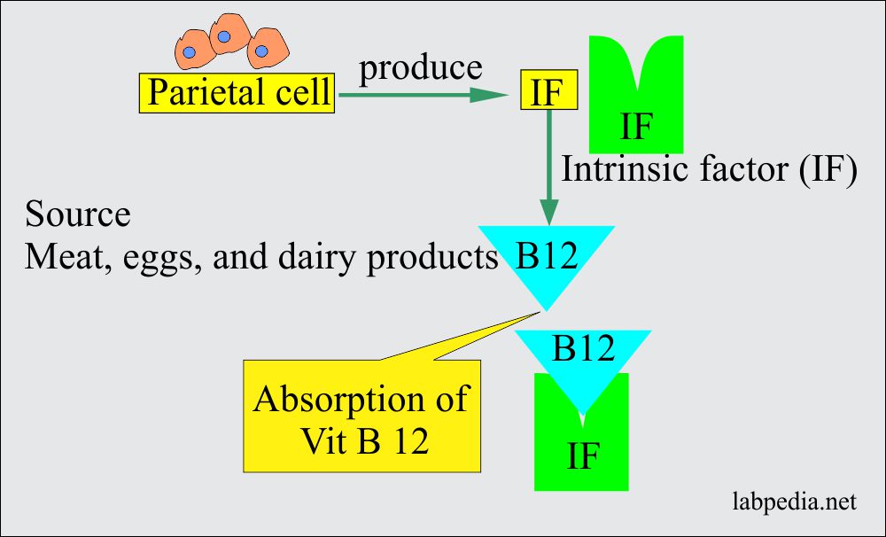 Anemia Part 3 Megaloblastic Anemias, Macrocytic, Vitamin B12 and
