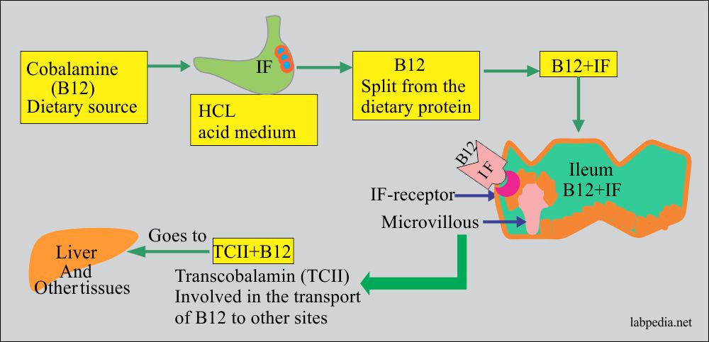 Absorption of the vitamin B12