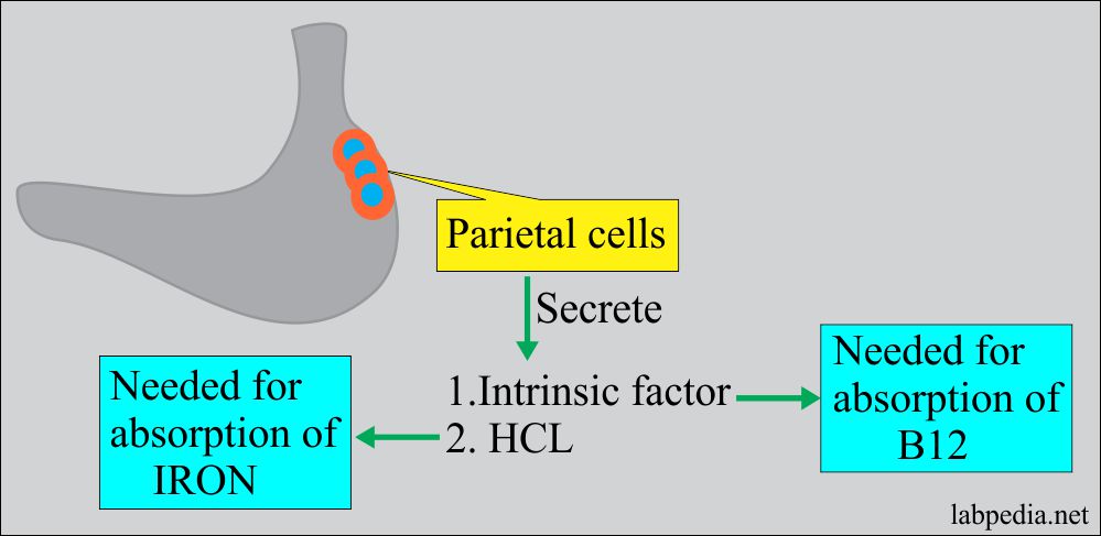 Parietal cells of the stomach secrete Intrinsic factor