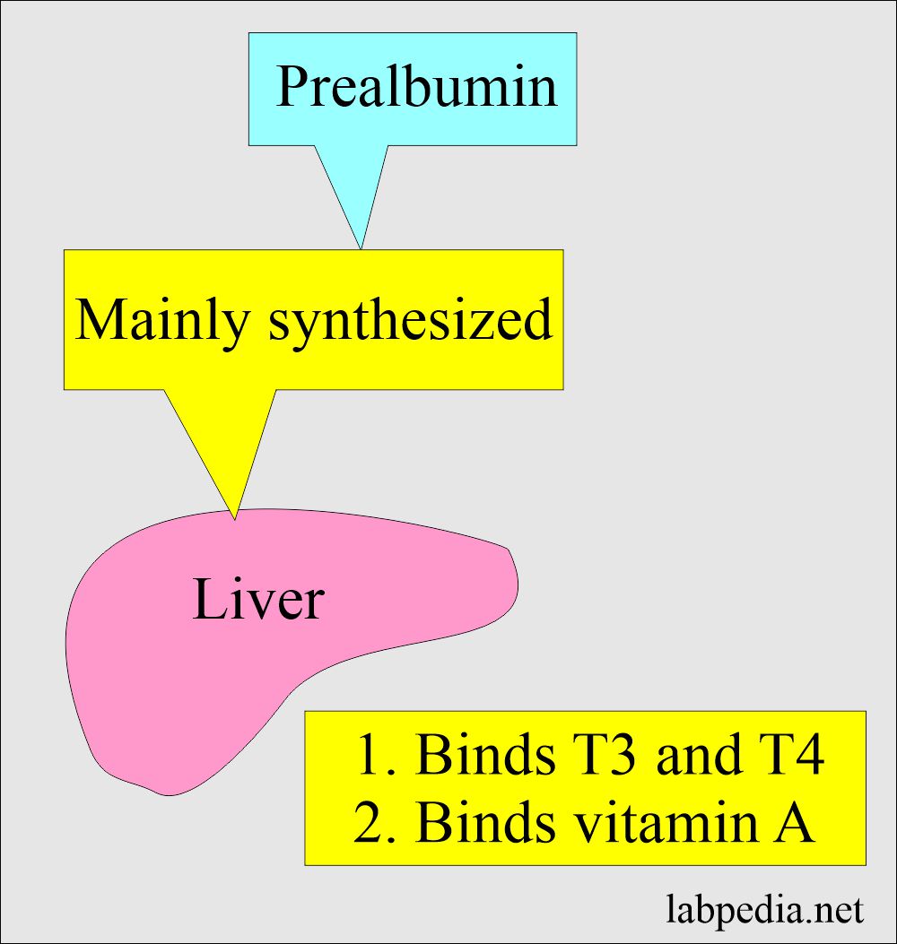 Prealbumin synthesis in the liver and is carrier protein