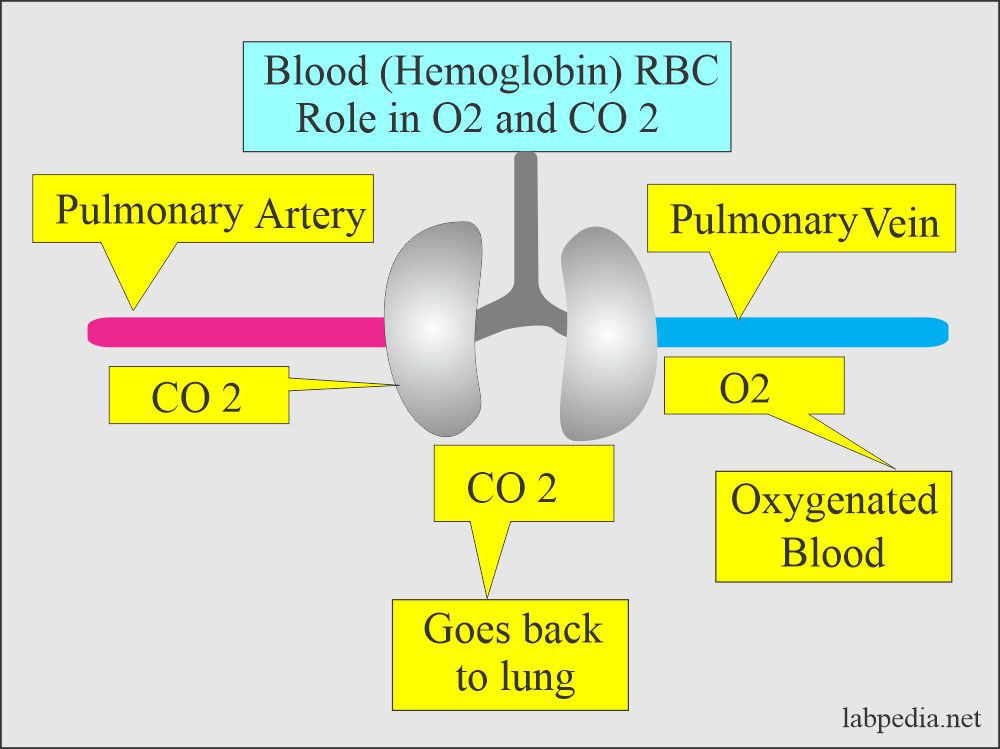 RBC (Hemoglobin) role in oxygenation